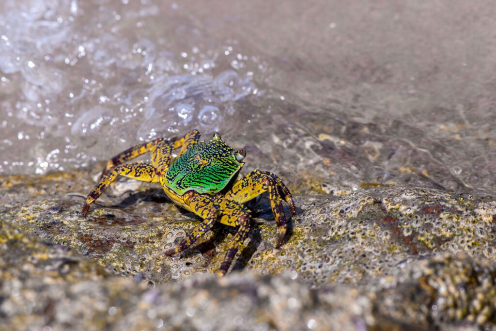 small crab but this is not the crab